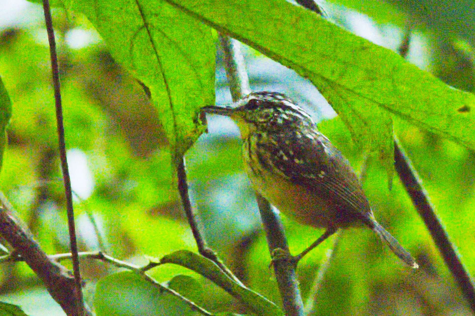 Image of Imeri Warbling Antbird