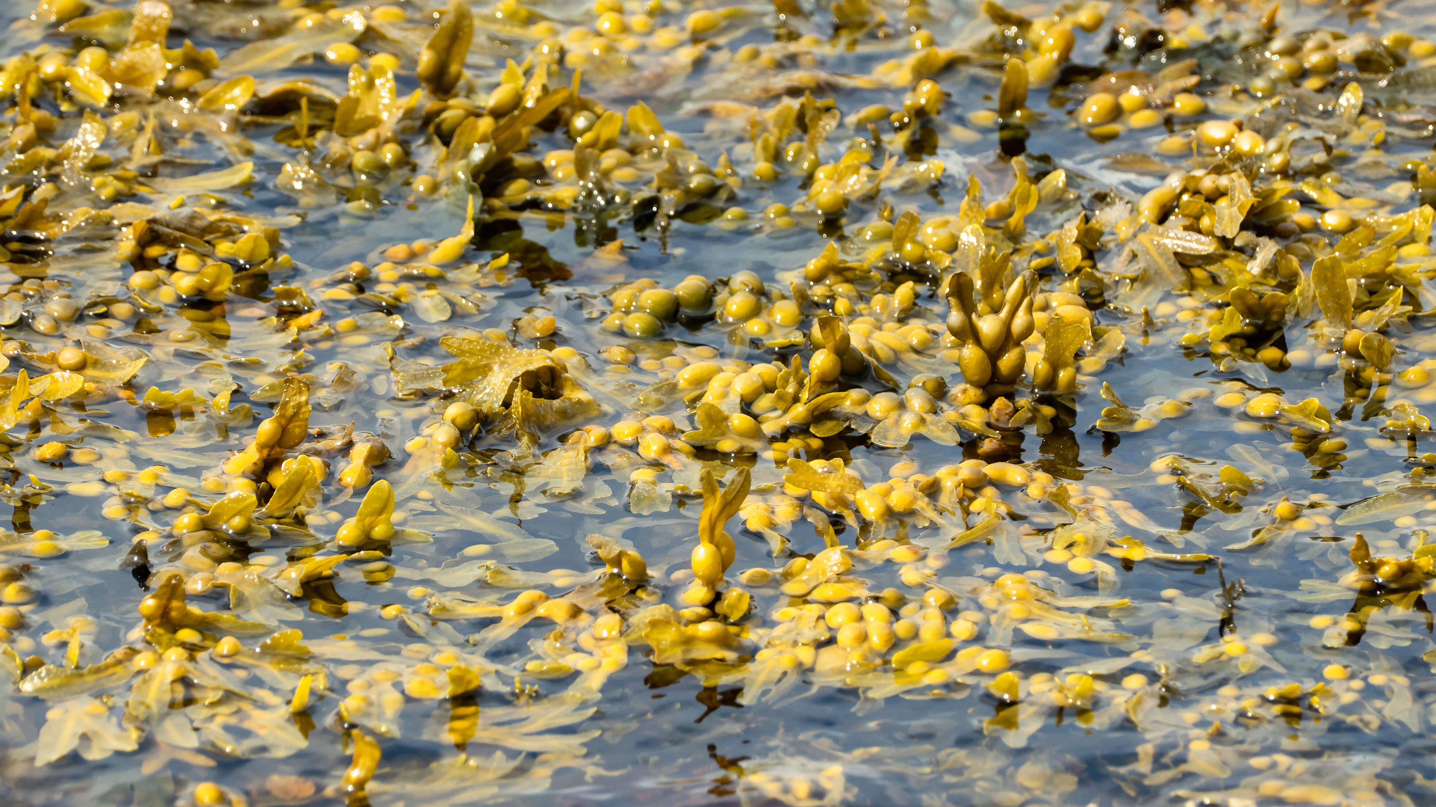 Image of Bladder Wrack