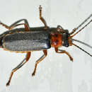 Imagem de Cantharis lateralis