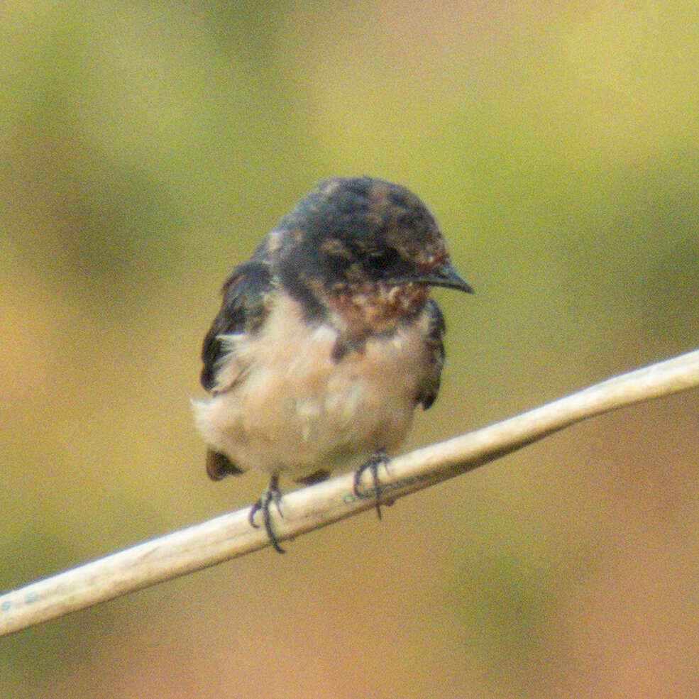 Image of Hirundo Linnaeus 1758