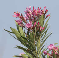 Image of Oleander