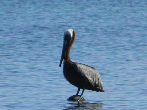 Image of Pelecanus occidentalis carolinensis Gmelin & JF 1789