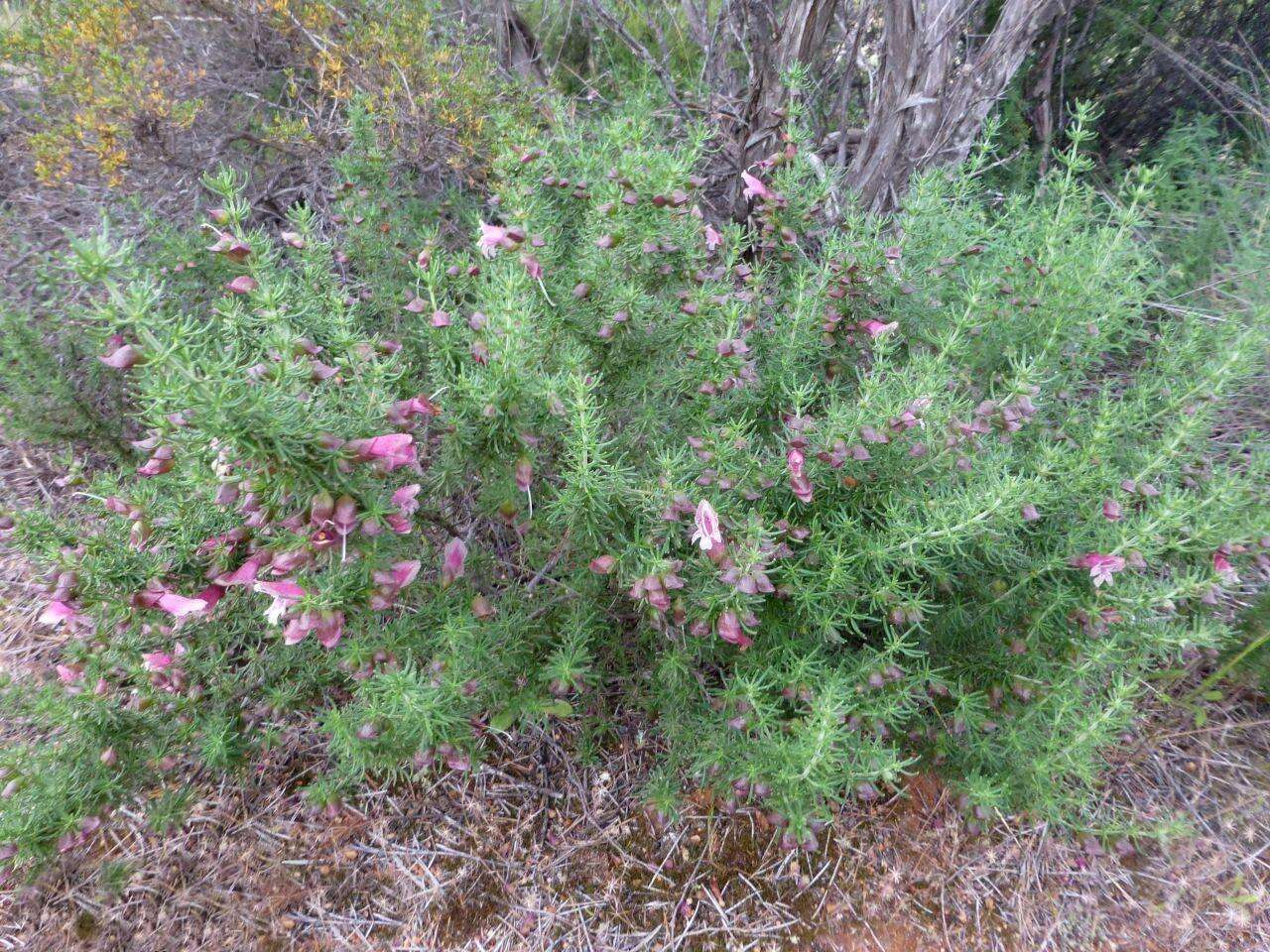 Image of Prostanthera florifera B. J. Conn