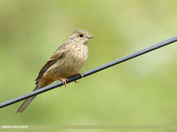 Image of European Rock Bunting