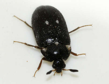 Image of Fur beetle