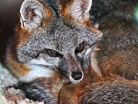 Image of Grey Foxes