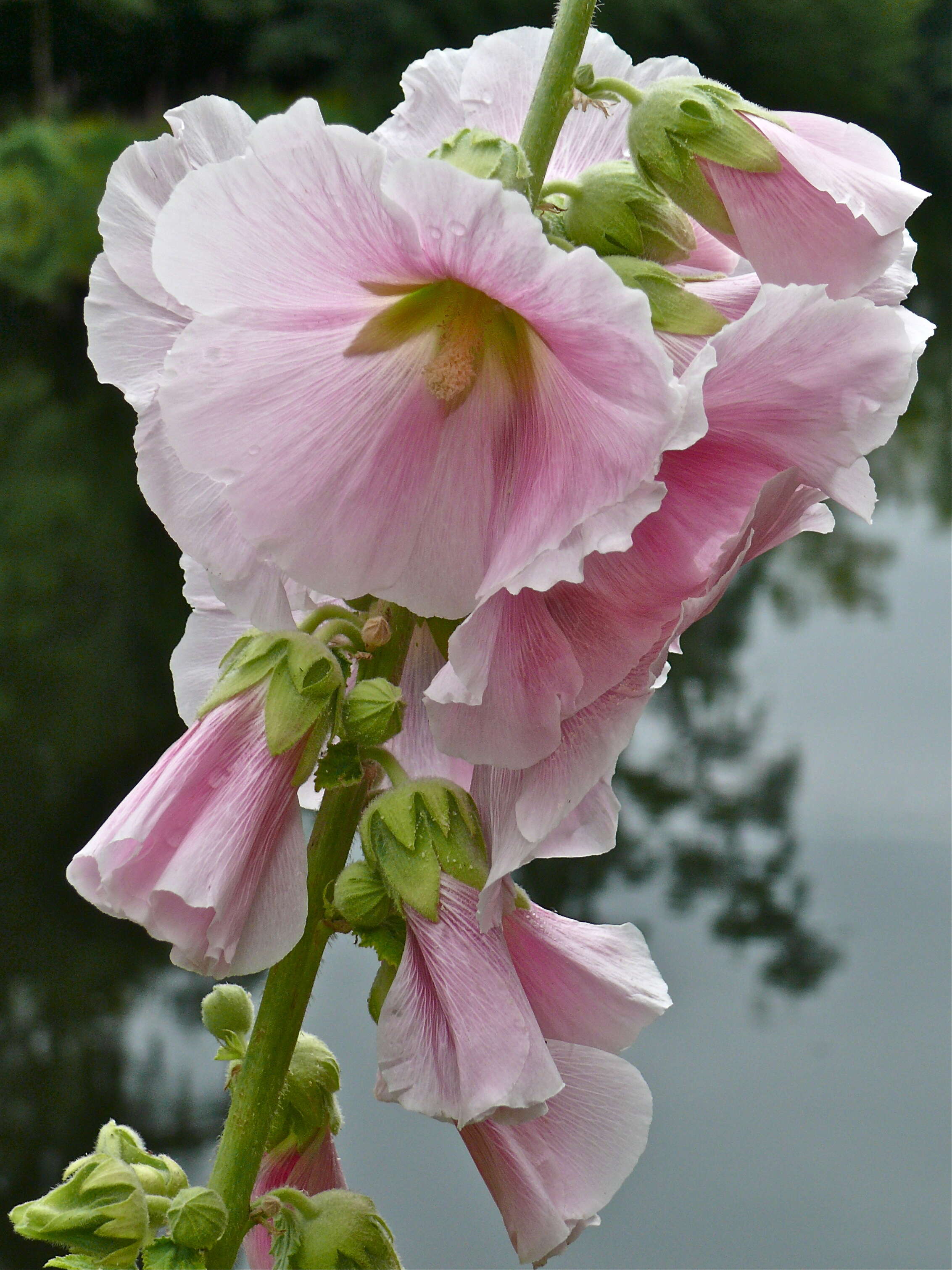 Image of hollyhock