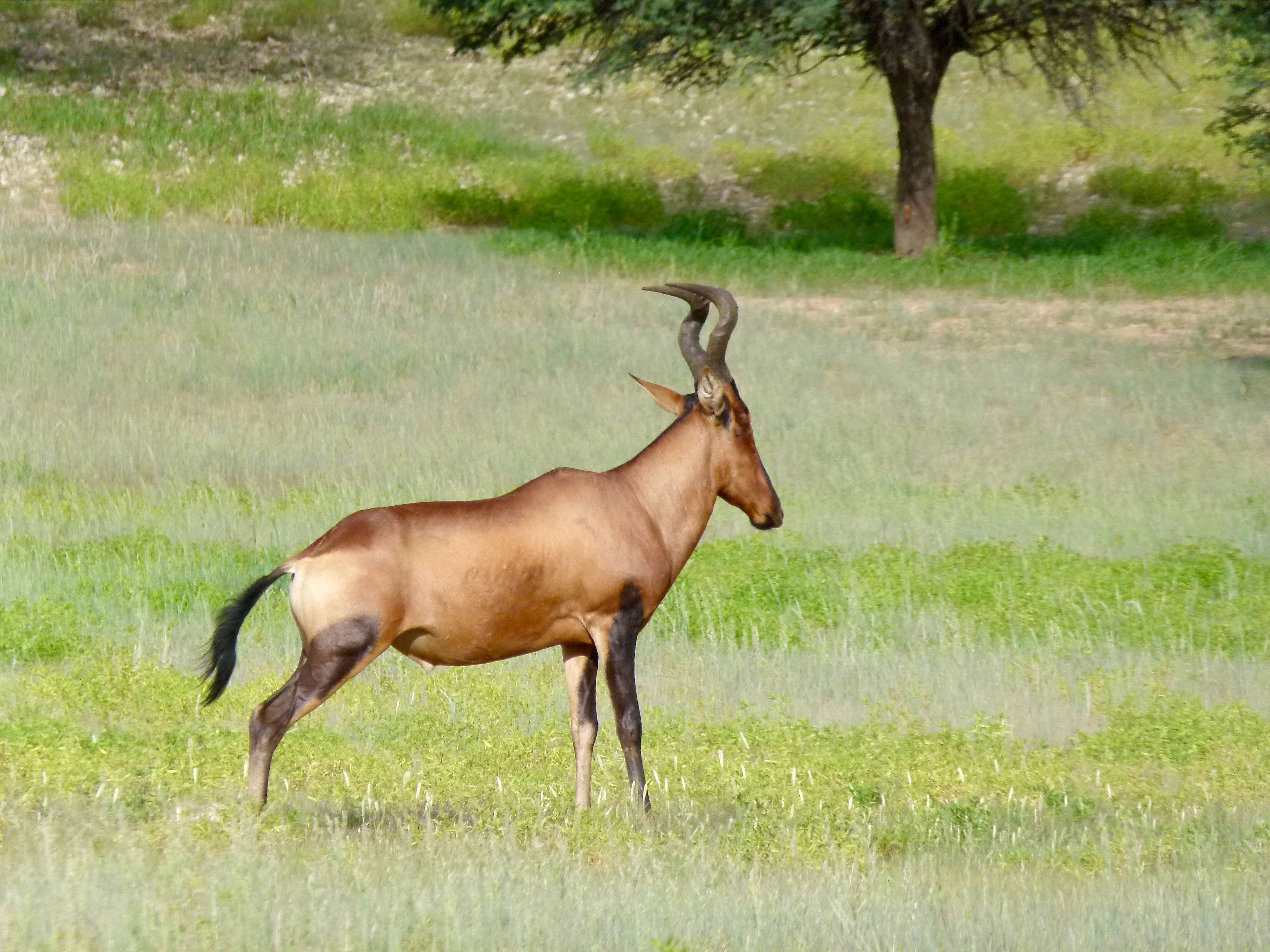 Image of Hartebeest