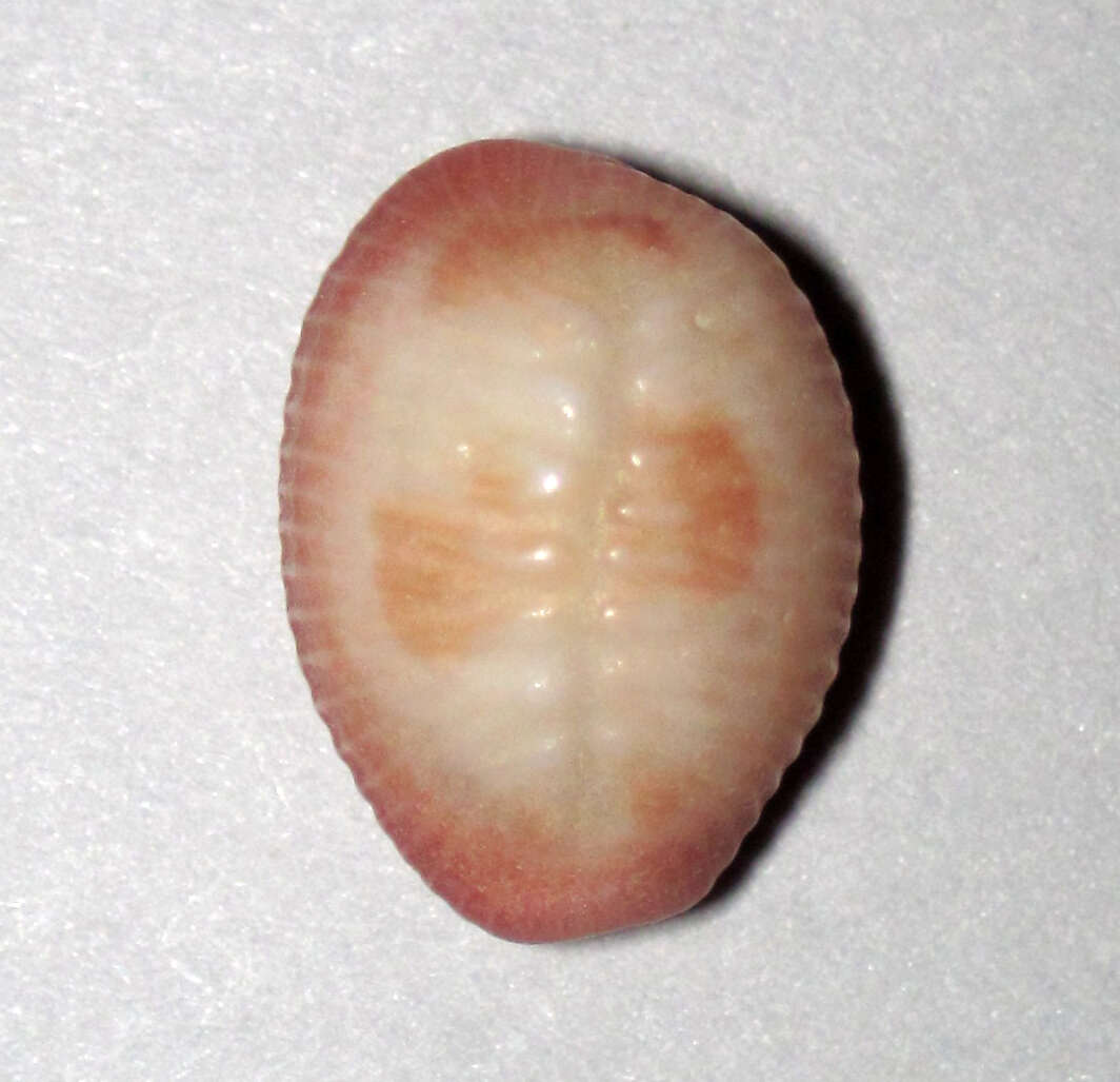 Image de Pusula pediculus (Linnaeus 1758)