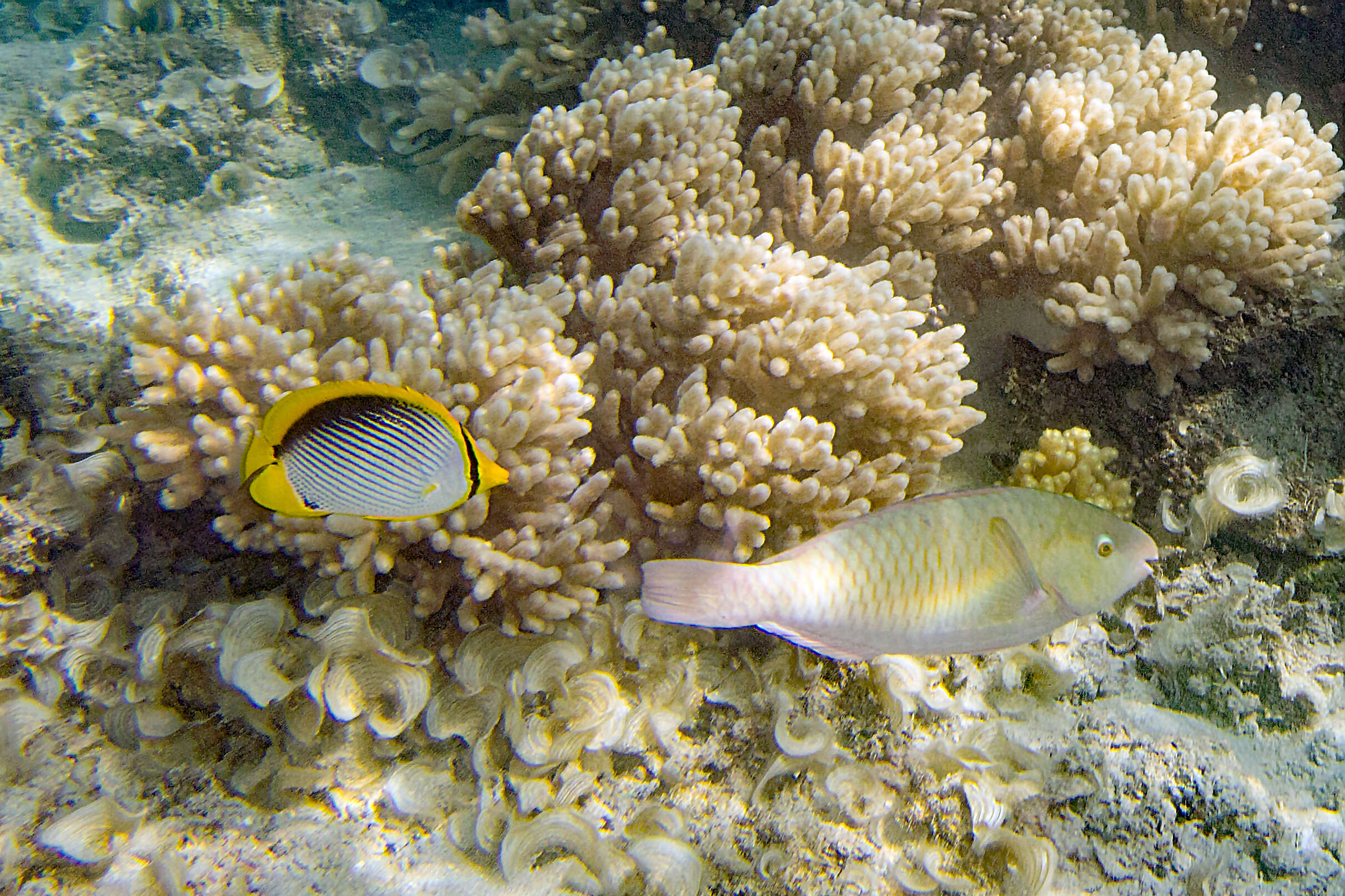 Image of Black-back Butterflyfish