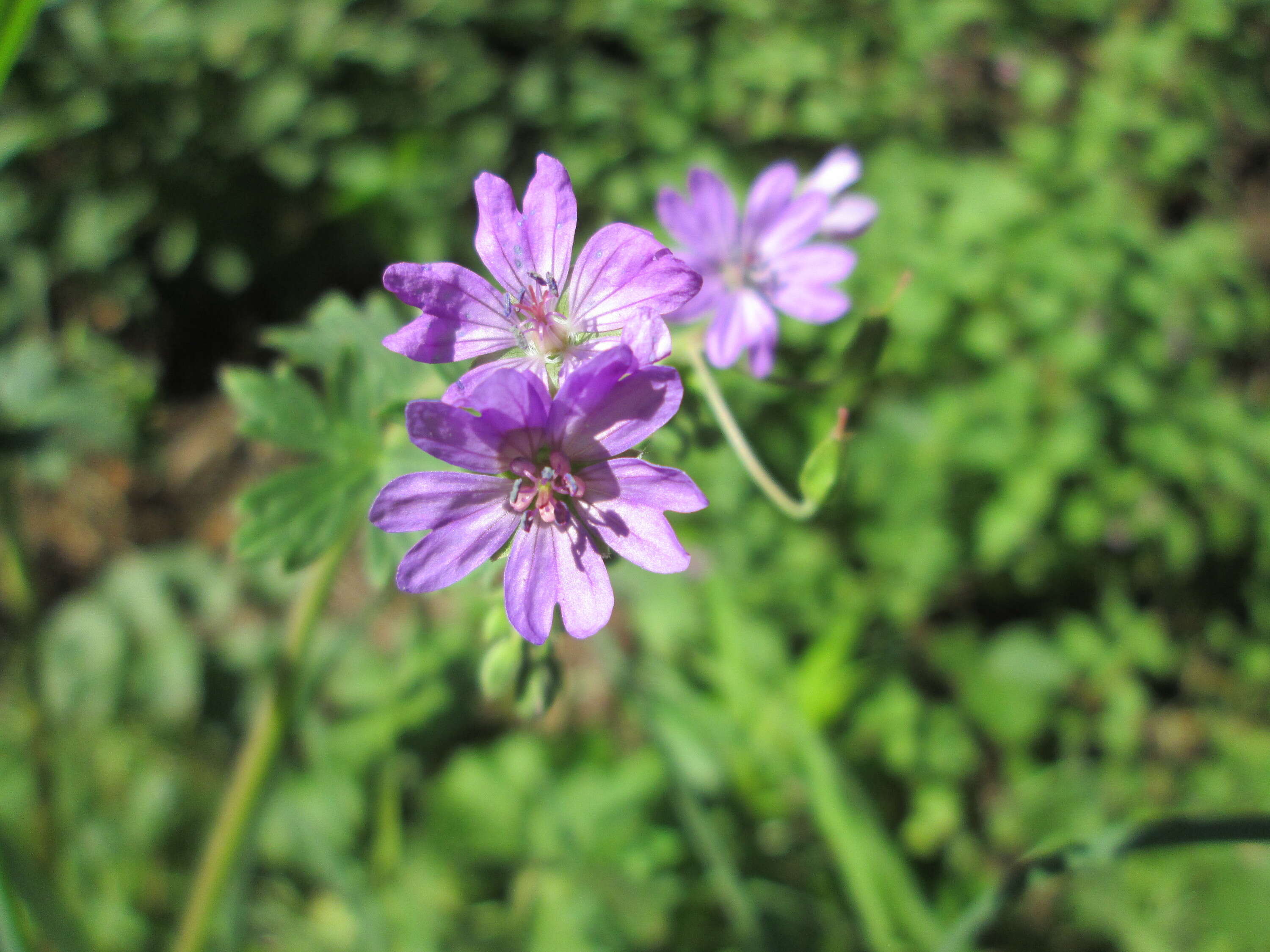 Image of hedgerow geranium