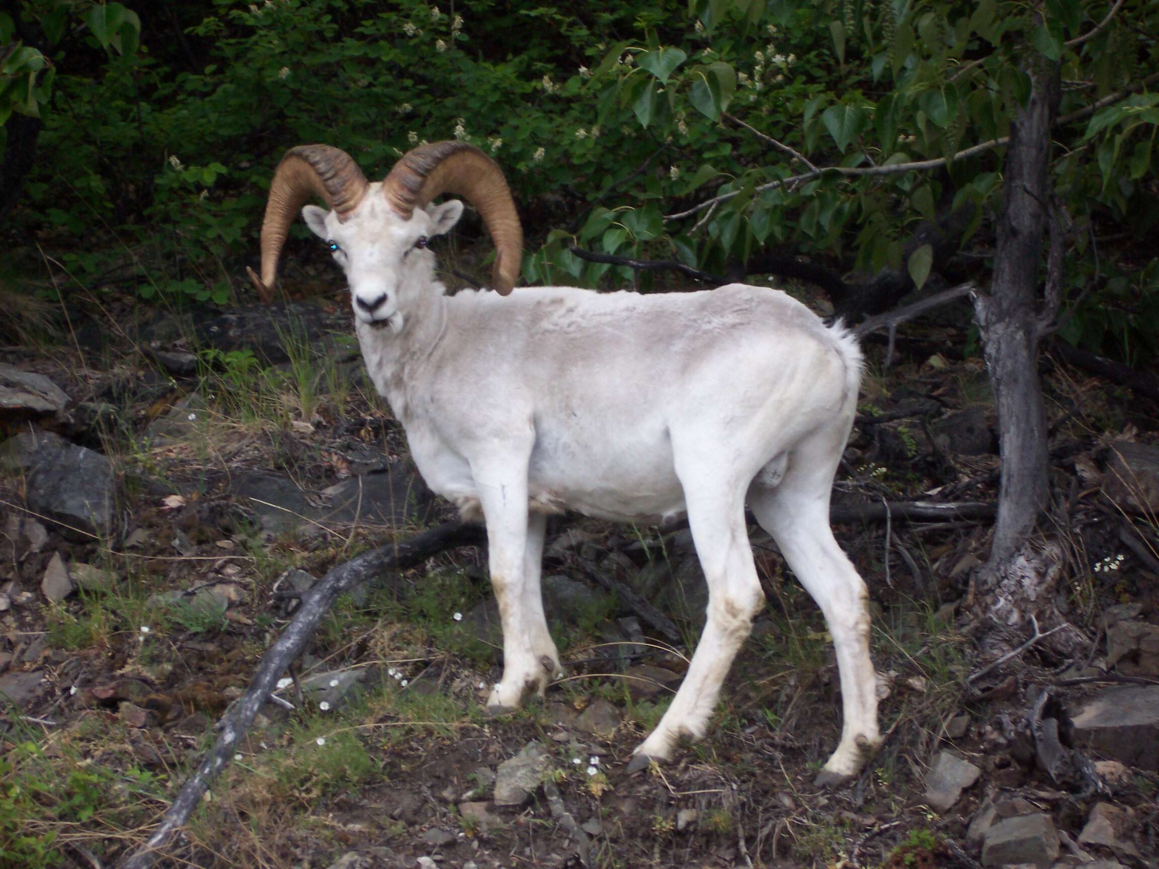 Image of Dall’s Sheep