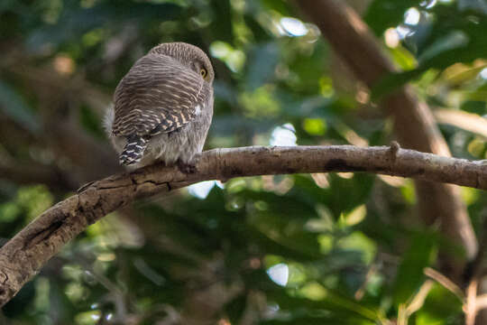 Image of Asian Barred Owlet