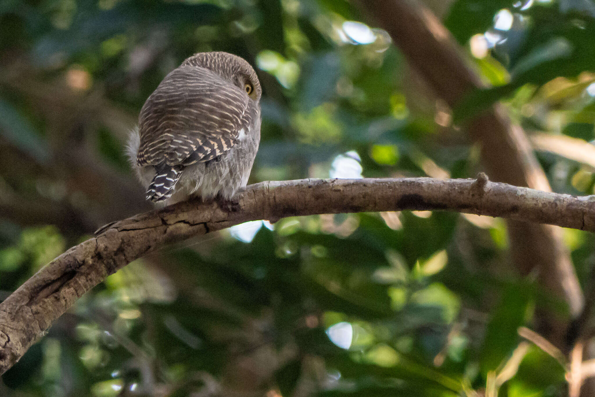 Image of Asian Barred Owlet