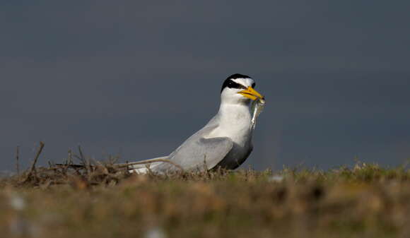 Image of Little Tern