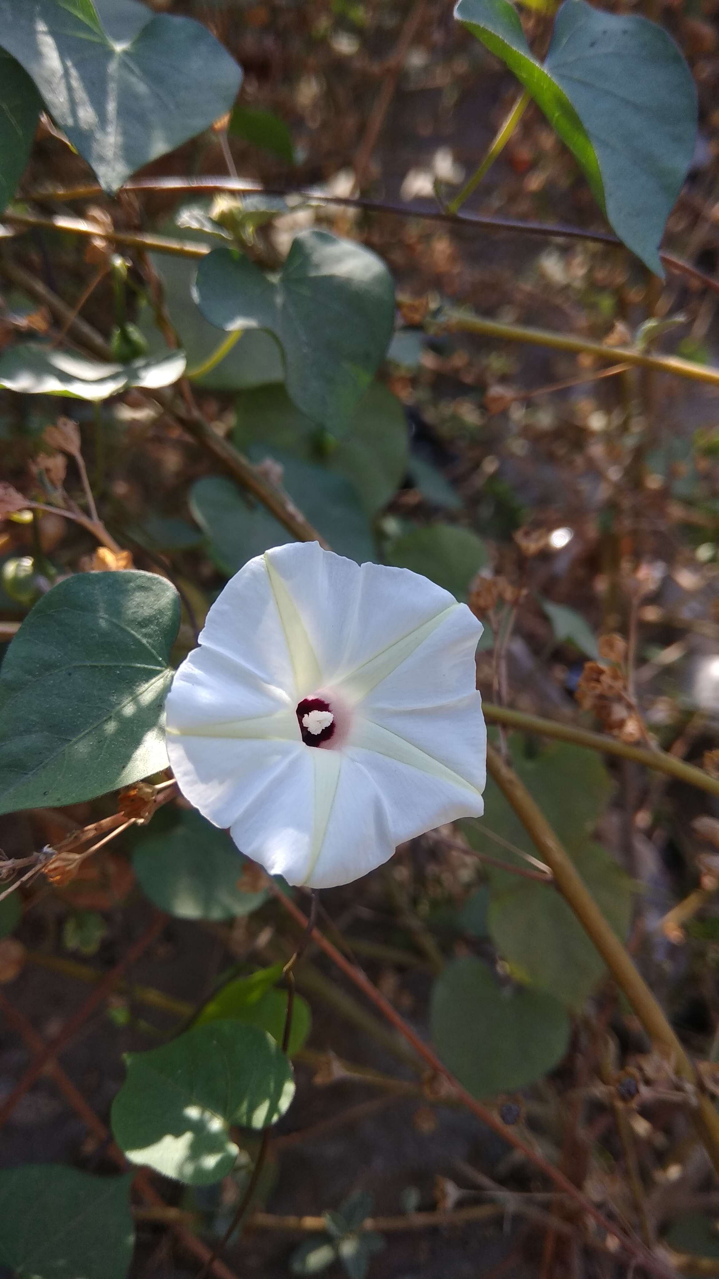 Image of Obscure Morning Glory