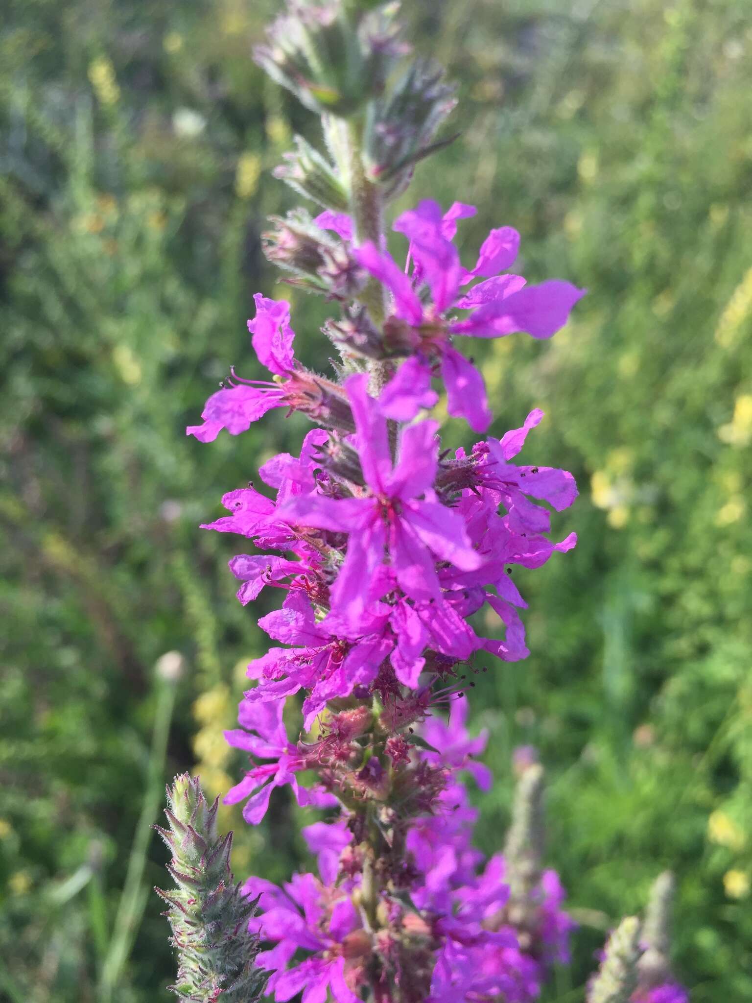 Image of Purple Loosestrife