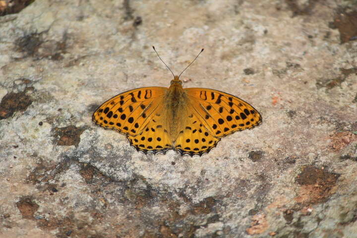 Image of Argynnis hyperbius