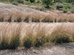 Image of thatching grass