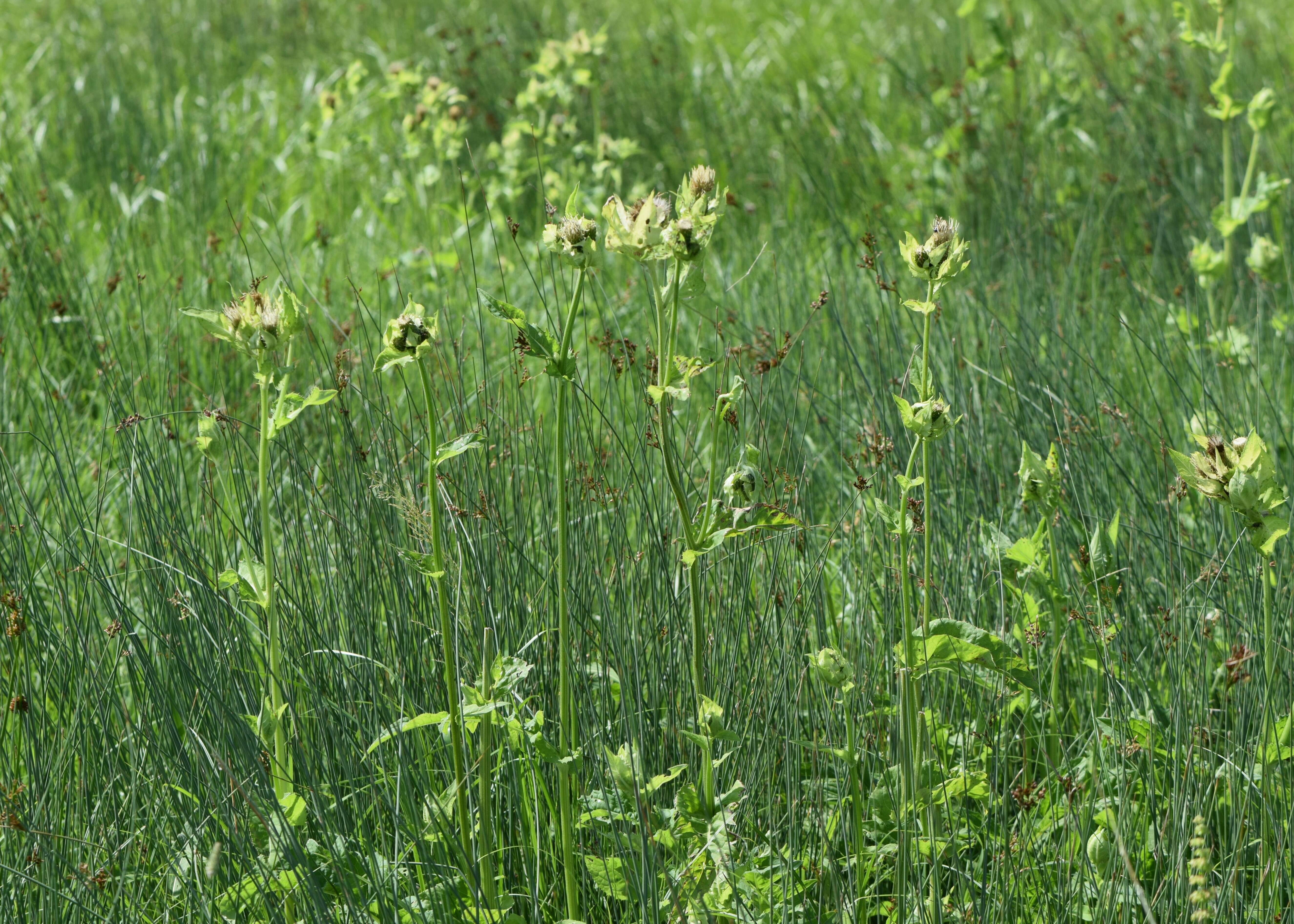 Image of Cabbage Thistle