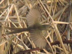 Prinia flaviventris (Delessert 1840) resmi