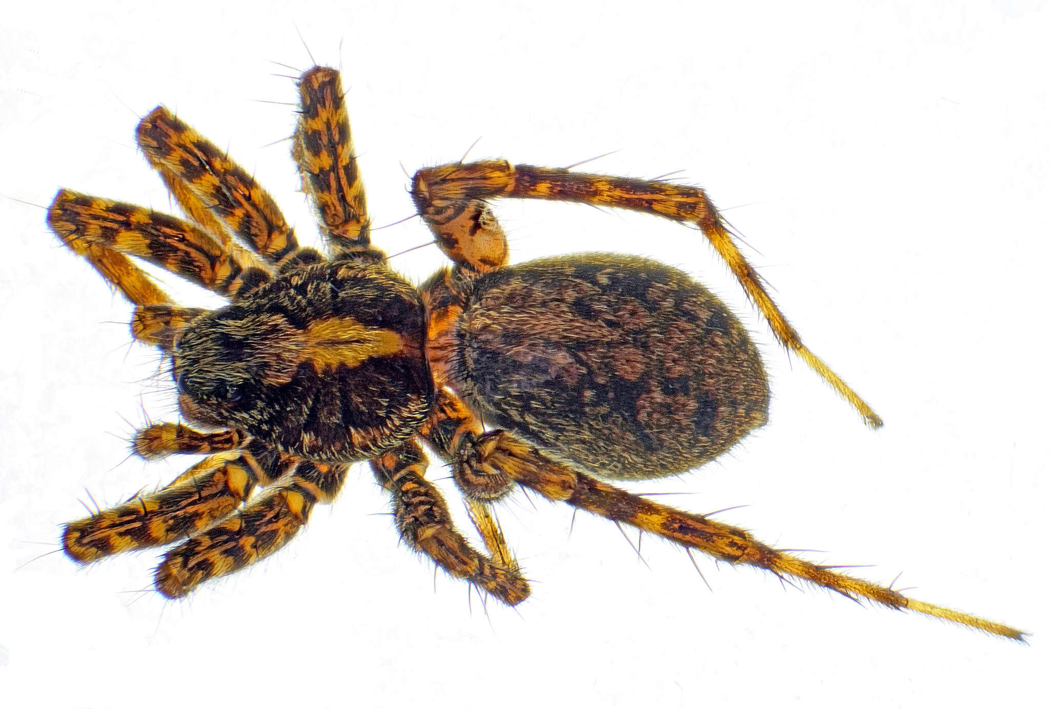 Image of Wolf spider