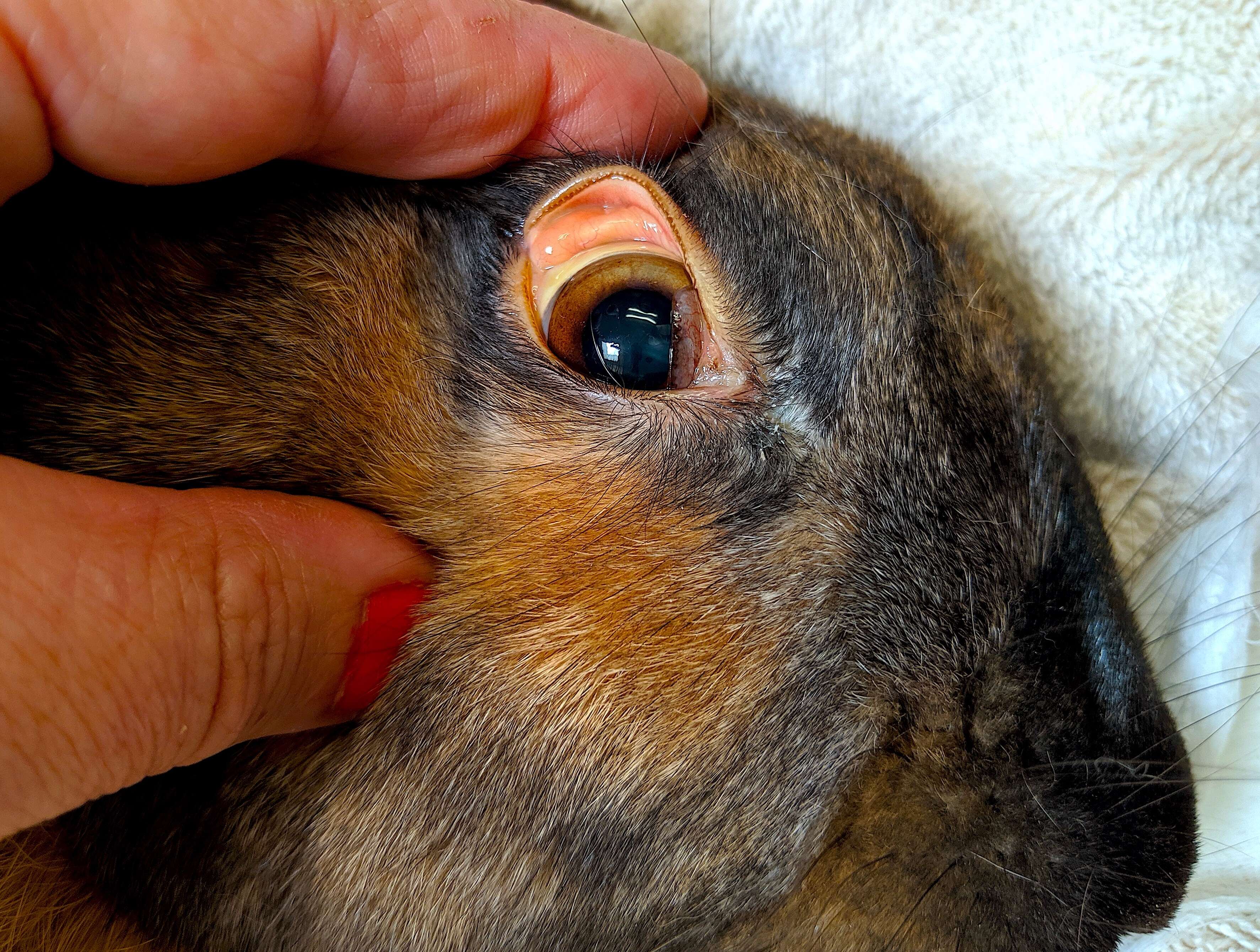 Image of Rabbit hemorrhagic disease virus
