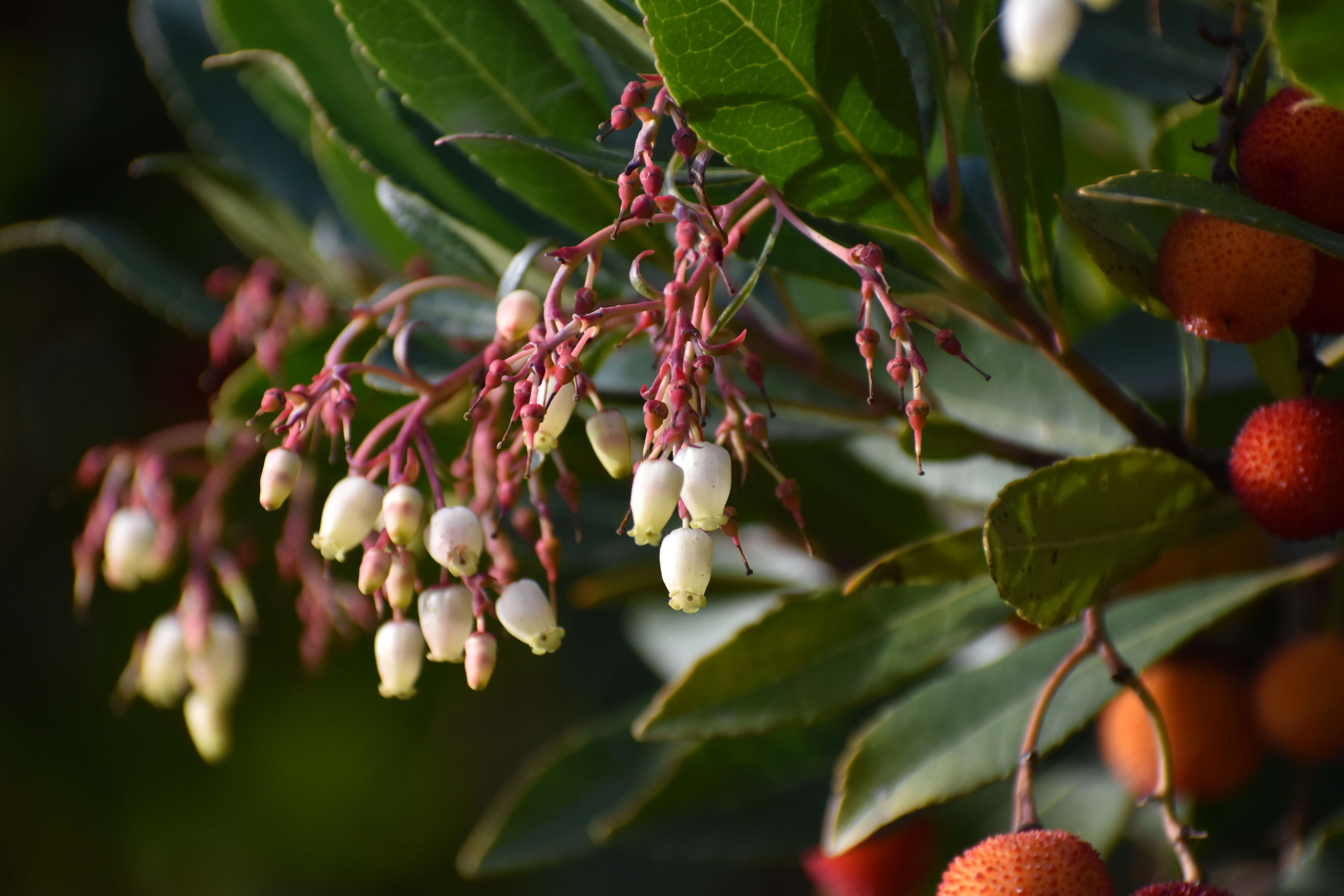 Image of strawberry tree