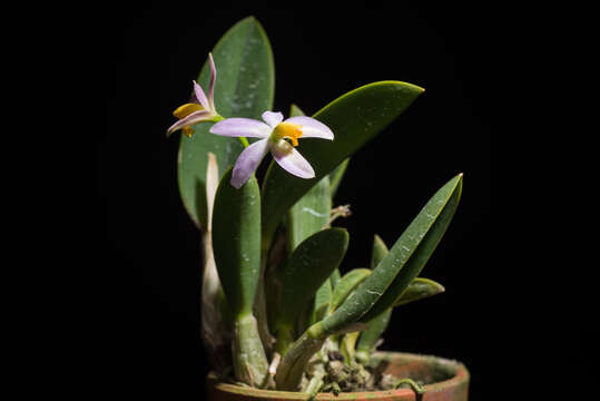 صورة Cattleya reginae (Pabst) Van den Berg