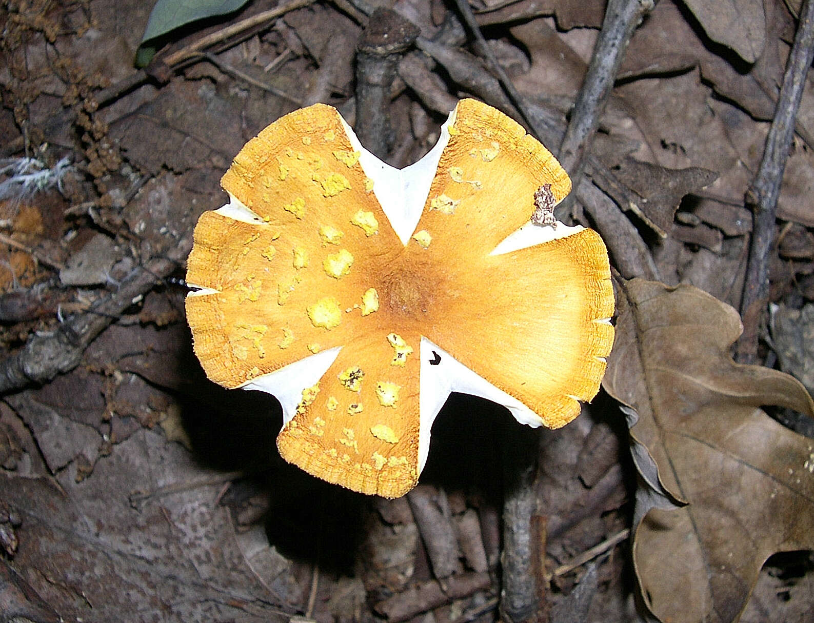 Image of Amanita flavoconia G. F. Atk. 1902