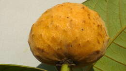 Image of Annona sylvatica A. St.-Hil.