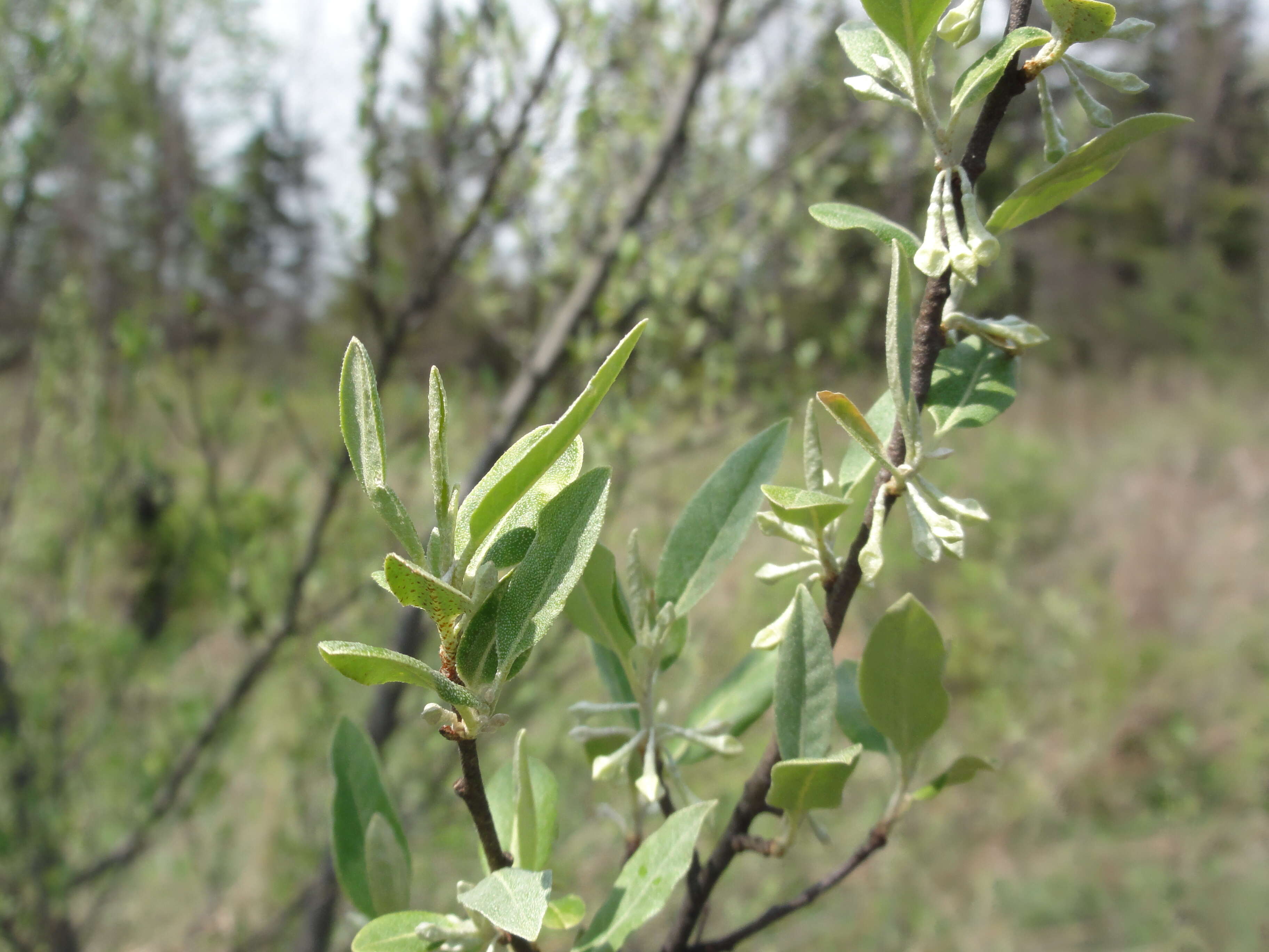 Image of autumn olive