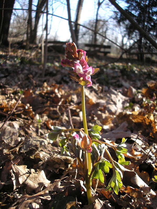 Слика од Corydalis cava (L.) Schweigger & Koerte