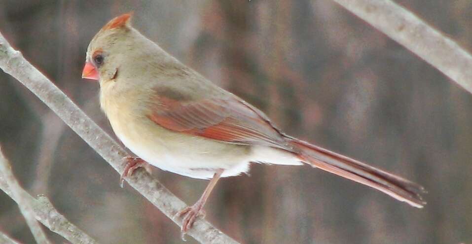 Image of Cardinalis Bonaparte 1838