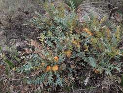 Image of Banksia catoglypta (A. S. George) A. R. Mast & K. R. Thiele