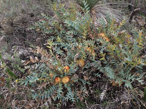 Image of Banksia catoglypta (A. S. George) A. R. Mast & K. R. Thiele