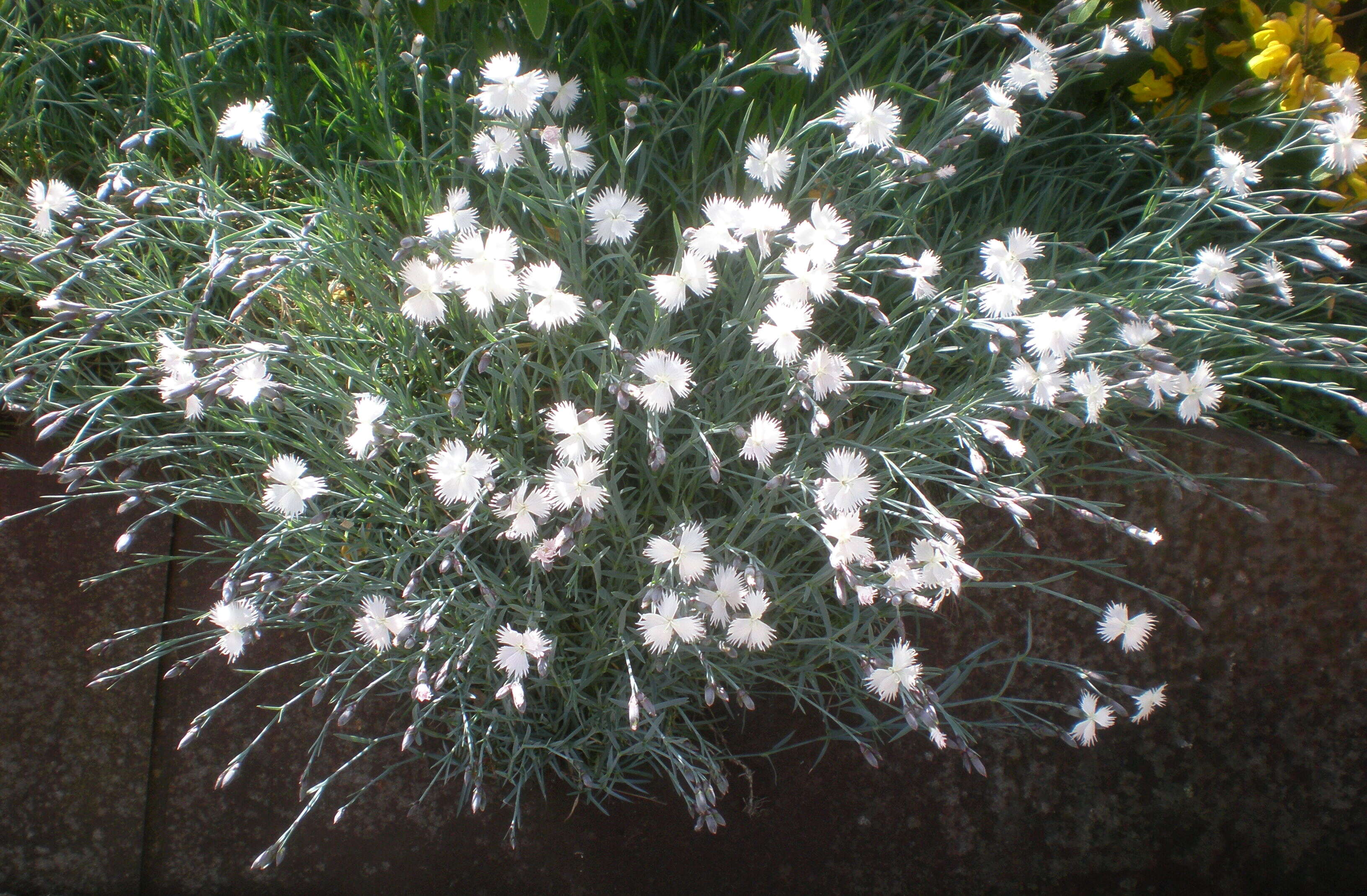 Image of Dianthus anatolicus Boiss.