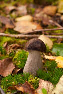 Image of Leccinum scabrum (Bull.) Gray 1821