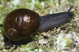 Image of New Zealand microsnails
