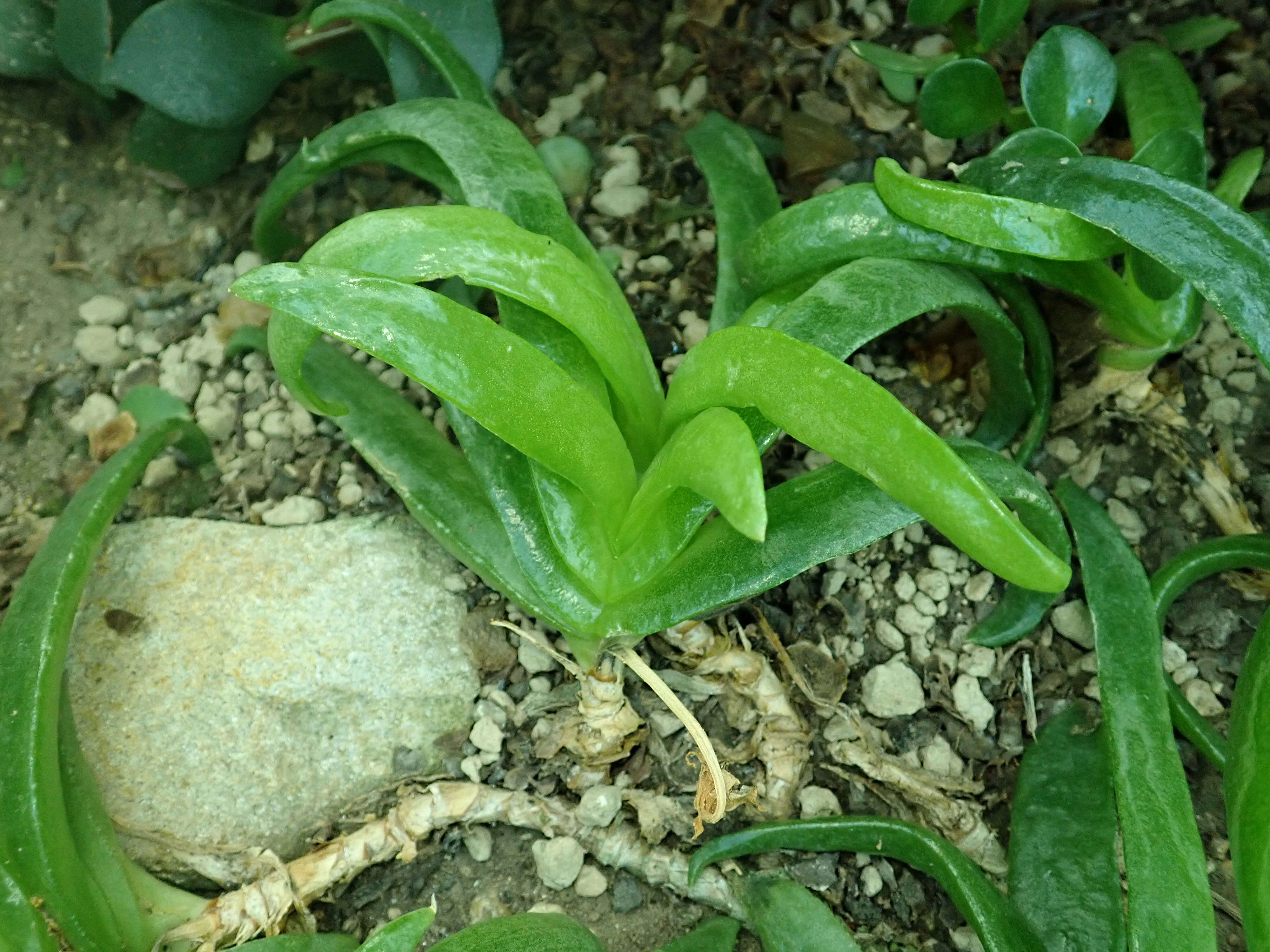 Image of Glottiphyllum uncatum