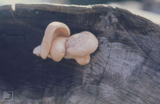 Image of Pleurotus ostreatus (Jacq.) P. Kumm. 1871