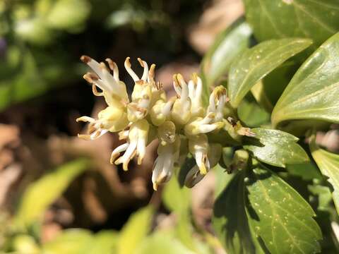 Image of Japanese pachysandra