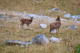 Image of Abruzzo Chamois