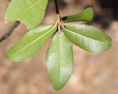 Image of <i>Quercus phillyraeoides</i>