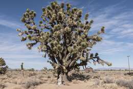 Слика од Yucca brevifolia Engelm.