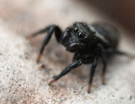 Image of round ant eater