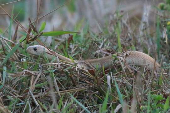 Image of Indian cobra