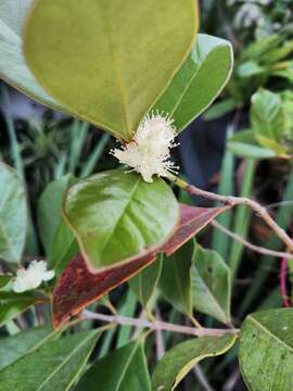 Image of guava