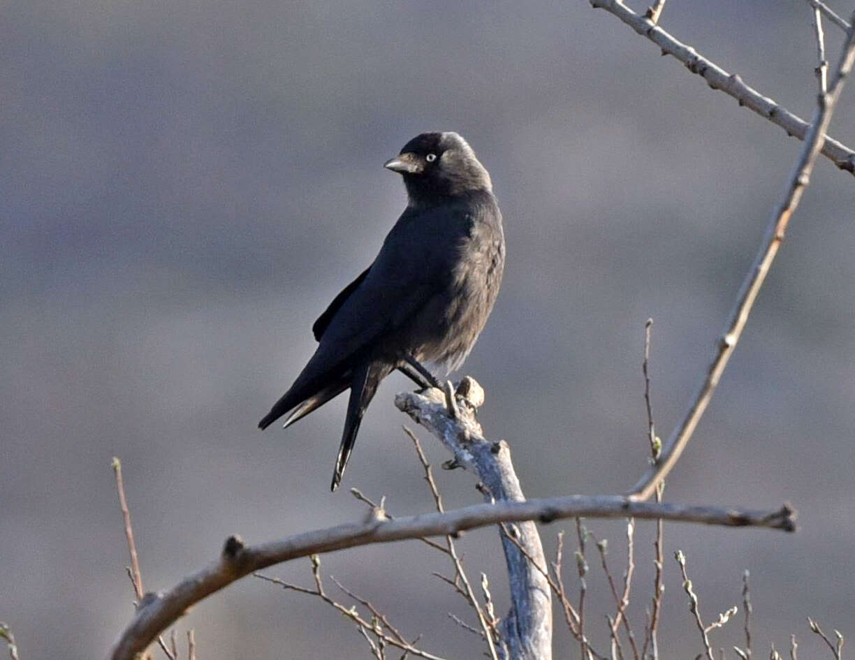 Image of Eurasian Jackdaw