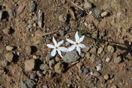 Image of Narcissus serotinus L.